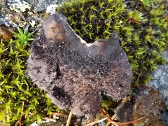 Umbilicaria hirsuta