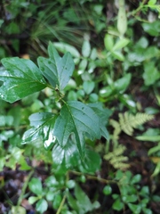 Maclura tricuspidata