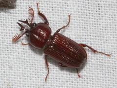 Syndesus cornutus