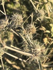 Eryngium petiolatum