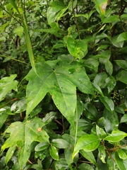 Kalopanax septemlobus