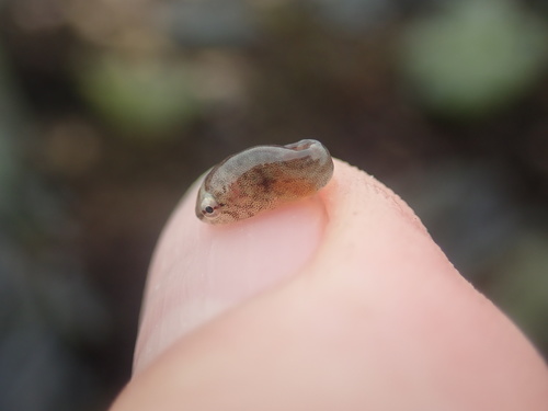 Common cling-fish (Gobiesox maeandricus) — Gobiesocidae — 2