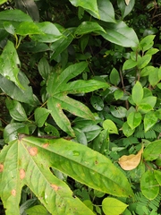 Kalopanax septemlobus