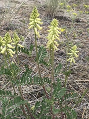Astragalus collinus