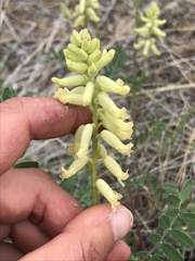 Astragalus collinus