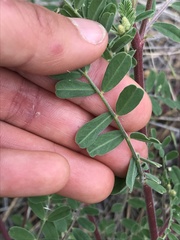 Astragalus collinus