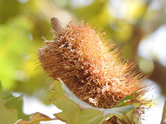 Banksia dentata