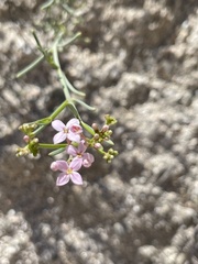 Stenotis × gracilenta