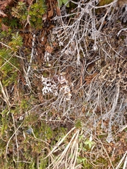 Masonhalea richardsonii