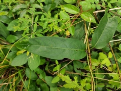 Lonicera hypoglauca