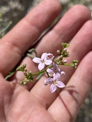 Stenotis × gracilenta