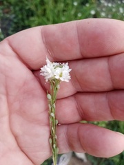 Berteroa incana
