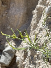 Stenotis × gracilenta