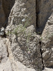 Stenotis × gracilenta