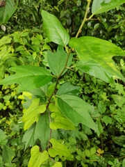 Maclura tricuspidata