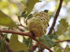 Banksia dentata