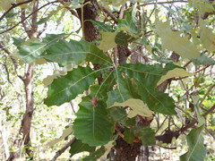 Banksia dentata