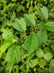 Maclura tricuspidata