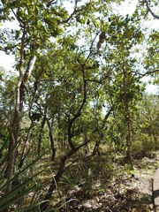 Banksia dentata