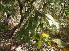 Banksia dentata