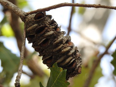 Banksia dentata