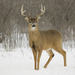 White-tailed Deer - Photo (c) moviecoco568, some rights reserved (CC BY)