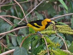 Icterus mesomelas