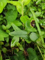 Akebia trifoliata
