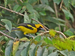 Icterus mesomelas