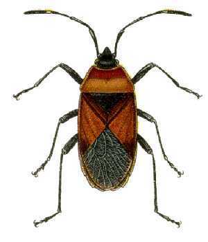 Harlequin Red Bug