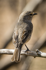 African Grey Flycatcher photo 1