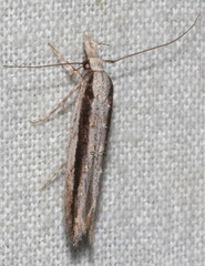 Trachydora centromela