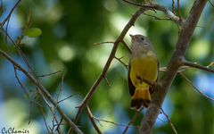 Erythrocercus livingstonei