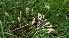 Leratiomyces cucullatus