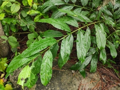 Rhamnus utilis