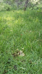 Leratiomyces cucullatus