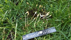 Leratiomyces cucullatus