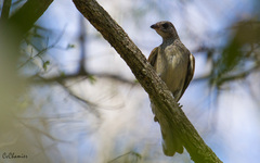 Indicator variegatus