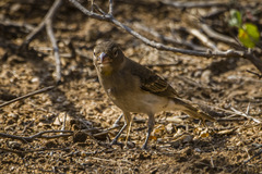 Yellow-Spotted Petronia photo 4