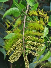 Combretum fruticosum