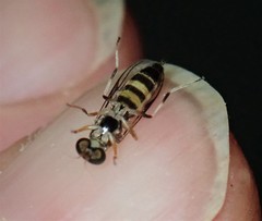 Merosargus caeruleifrons