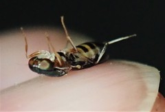 Merosargus caeruleifrons