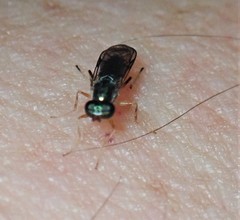 Merosargus caeruleifrons