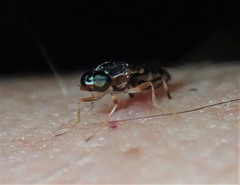 Merosargus caeruleifrons