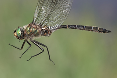 Somatochlora hudsonica