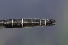 Somatochlora hudsonica