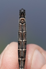 Somatochlora hudsonica