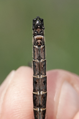 Somatochlora hudsonica