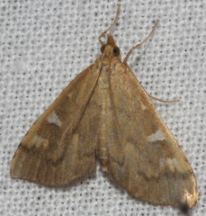Udea hyalistis