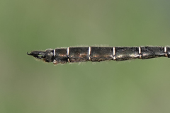 Somatochlora hudsonica